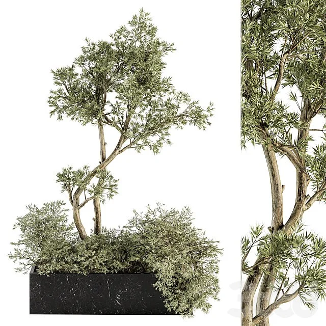 indoor Plant Set 226 - Plant in Marble Box